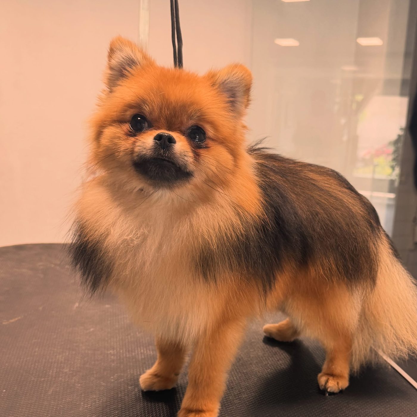 Pomeranijos špicas po kirpimo ant stalo